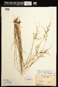 Juncus anthelatus image