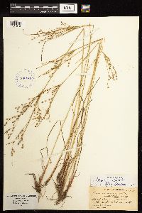 Juncus anthelatus image