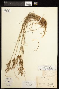 Juncus anthelatus image