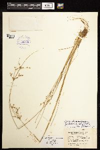 Juncus anthelatus image