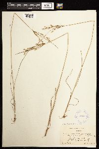 Juncus anthelatus image