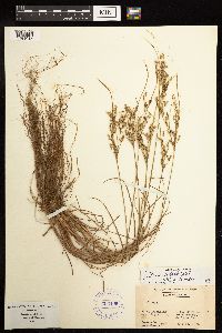 Juncus anthelatus image