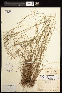 Juncus anthelatus image