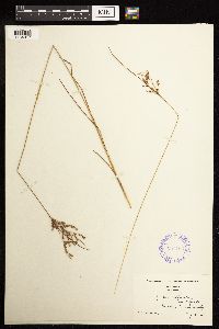 Juncus anthelatus image