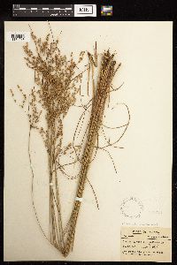 Juncus anthelatus image