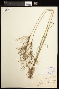 Juncus anthelatus image