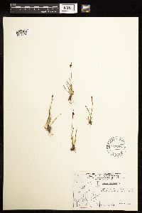 Juncus biglumis image