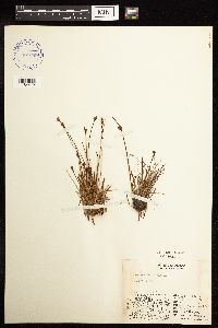 Juncus biglumis image