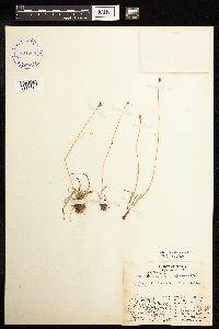 Juncus biglumis image