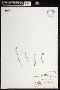 Juncus biglumis image