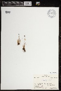 Juncus biglumis image