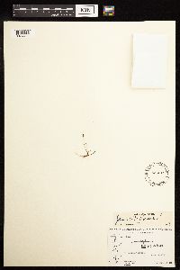 Juncus biglumis image