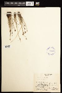 Juncus biglumis image