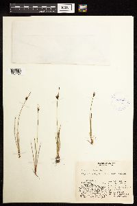 Juncus biglumis image