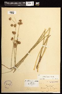 Juncus bolanderi image