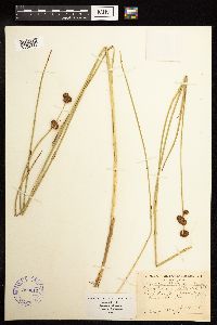 Juncus bolanderi image