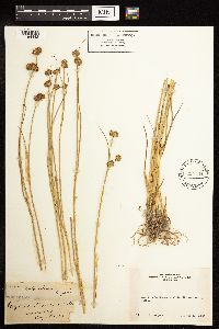 Juncus bolanderi image