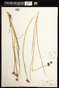 Juncus bolanderi image