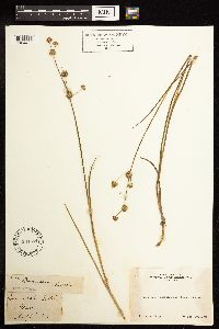 Juncus bolanderi image