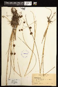 Juncus bolanderi image