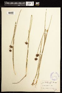 Juncus bolanderi image