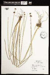 Juncus bolanderi image