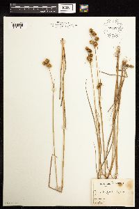 Juncus brachycarpus image