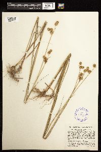 Juncus brachycarpus image