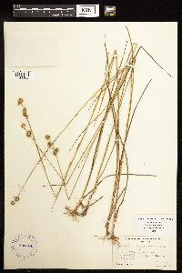 Juncus brachycarpus image