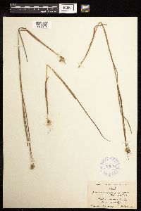 Juncus brachycarpus image