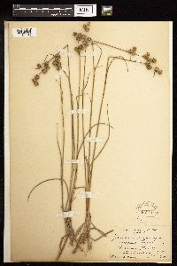 Juncus brachycarpus image