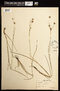 Juncus brachycarpus image