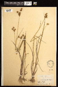 Juncus brachycarpus image