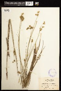 Juncus brachycarpus image