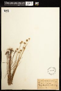 Juncus brachycarpus image