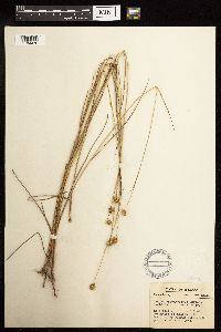 Juncus brachycarpus image