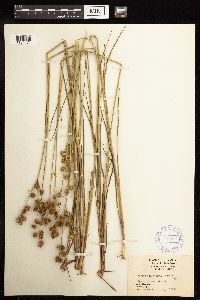 Juncus brachycarpus image