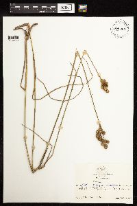 Juncus brachycarpus image