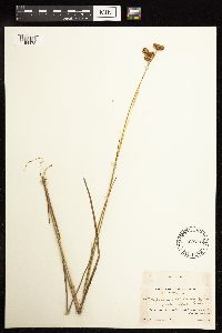 Juncus brachycarpus image