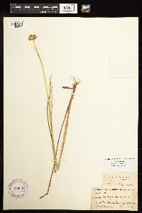 Juncus brachycarpus image