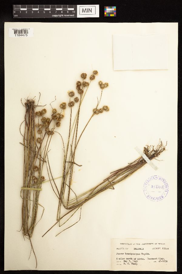 Juncus brachycarpus image