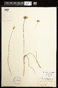 Juncus brachycarpus image