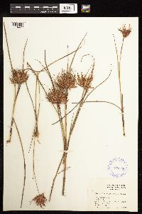 Juncus brachycarpus image