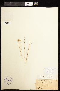 Juncus brachycarpus image