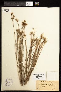 Juncus brachycarpus image