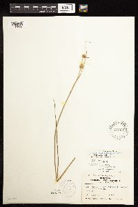 Juncus brachycarpus image