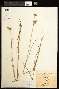 Juncus brachycarpus image