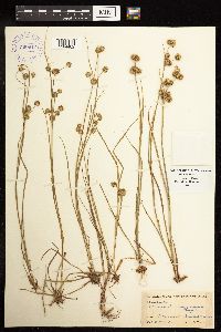 Juncus brachycarpus image