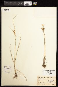 Juncus brachycarpus image