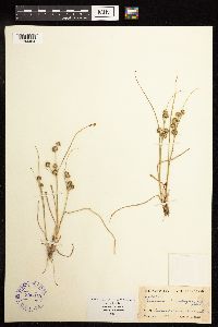 Juncus brachycarpus image